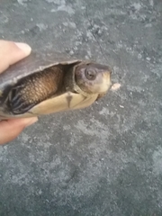 Actinemys marmorata marmorata