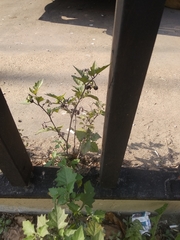 Solanum nigrum