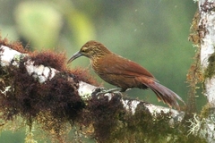 Xiphocolaptes promeropirhynchus