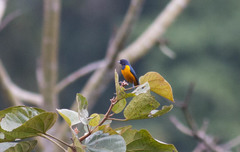 Euphonia rufiventris