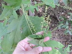 Ambrosia trifida