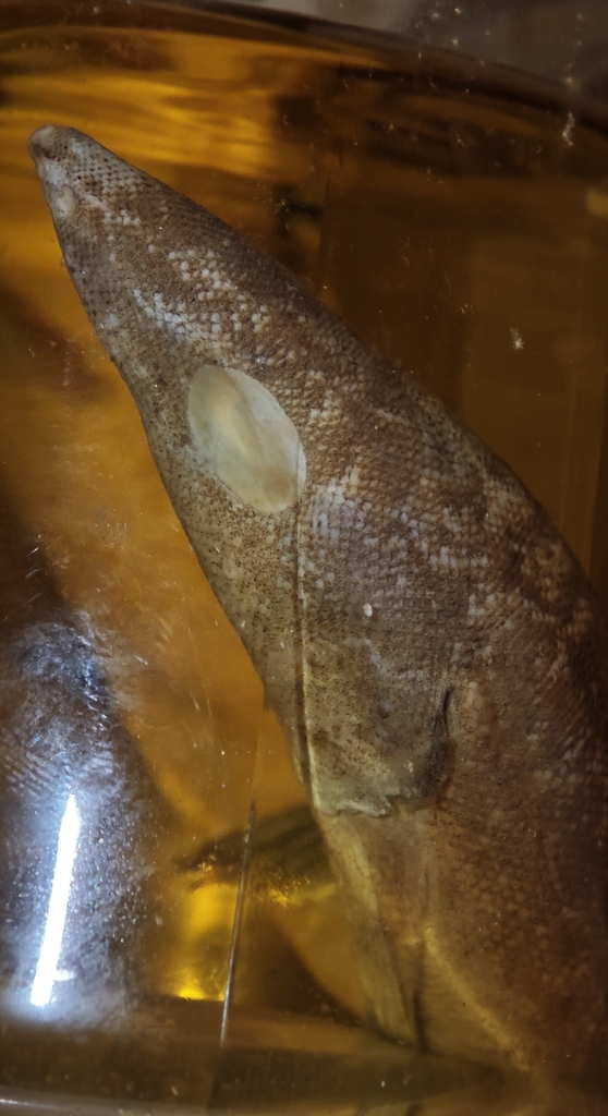 Grootkop-zandvis (Gonorynchus abbreviatus) — Gonorynchidae