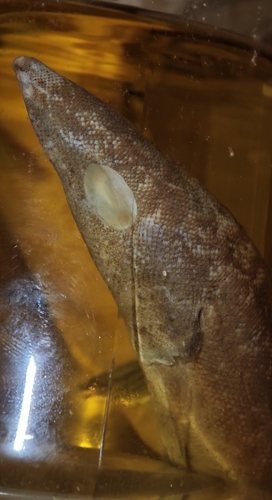 Bighead beaked sandfish (Gonorynchus abbreviatus) — Gonorynchidae