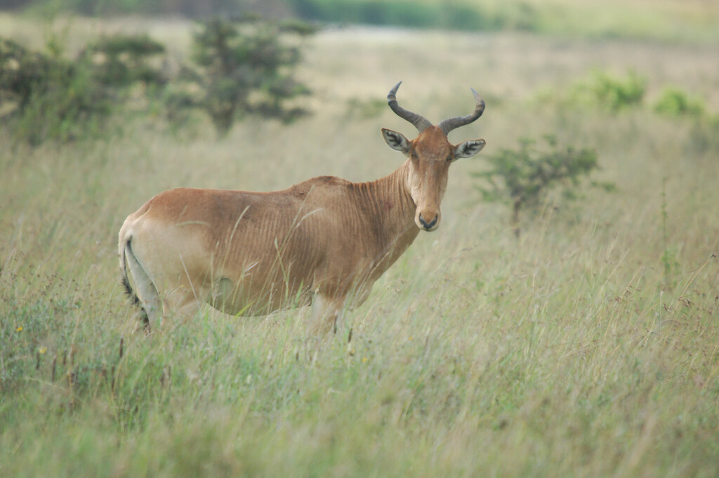 Coke’s hartebeest, Mara, Kenya, photographed by Martin Fichtler