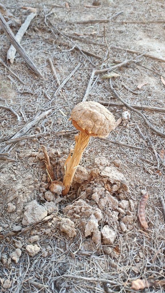 Battarrea phalloides · May 2025 · photo: © fran_iribas (iNaturalist, CC)