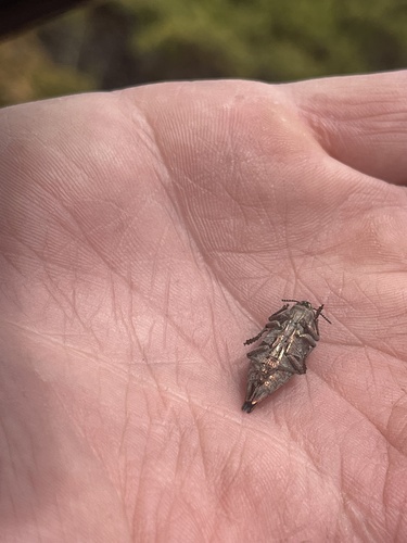 Flat-headed Poplar Borer photo 3