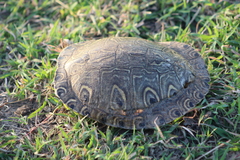 Trachemys venusta cataspila
