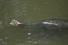 Trachemys venusta cataspila