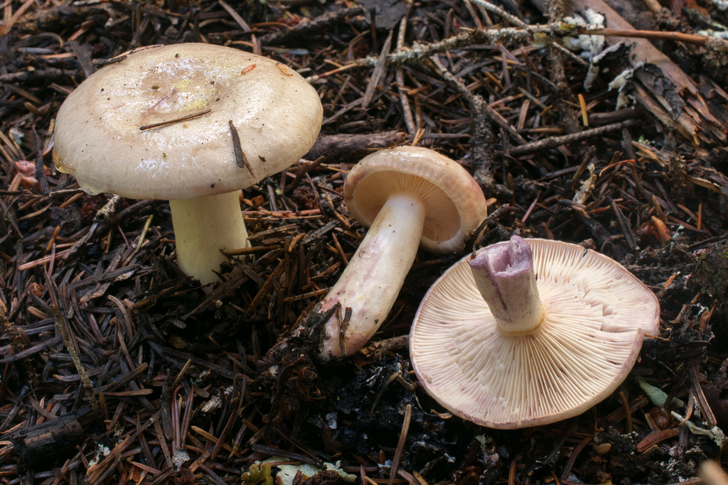 Lactarius pallescens