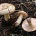 Lactarius pallescens - Photo (c) corndog, some rights reserved (CC BY-NC), uploaded by corndog