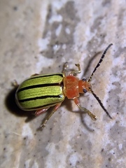 Disonycha quinquelineata