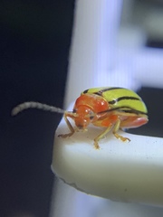 Disonycha quinquelineata