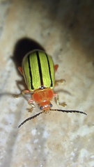 Disonycha quinquelineata