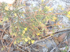 Gompholobium latifolium