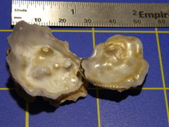 Saccostrea glomerata