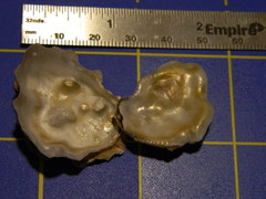 Saccostrea glomerata