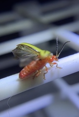 Disonycha quinquelineata