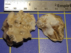 Saccostrea glomerata