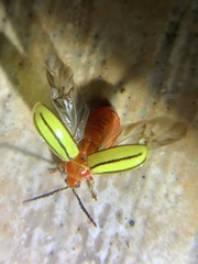 Disonycha quinquelineata