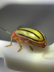 Disonycha quinquelineata