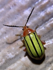 Disonycha quinquelineata