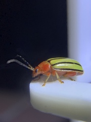 Disonycha quinquelineata