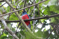 Trogon melanurus