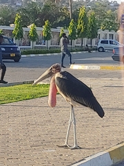 Leptoptilos crumenifer