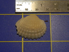 Tegillarca
