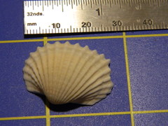 Tegillarca