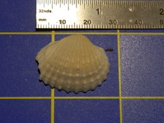 Tegillarca
