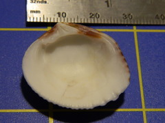 Gafrarium pectinatum