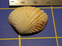 Gafrarium pectinatum