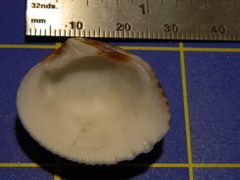 Gafrarium pectinatum