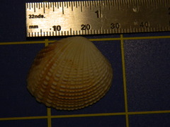 Gafrarium pectinatum