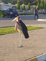 Leptoptilos crumenifer