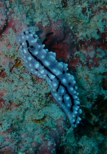 Peaked Wart Slug
