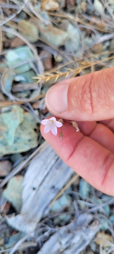 chaparral harebell (Ravenella exigua)