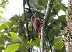 Dendrexetastes rufigula