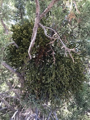 Phoradendron juniperinum