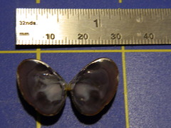 Donacidae