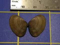 Donacidae