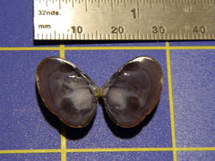 Donacidae