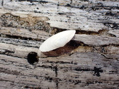 Cryptomya californica