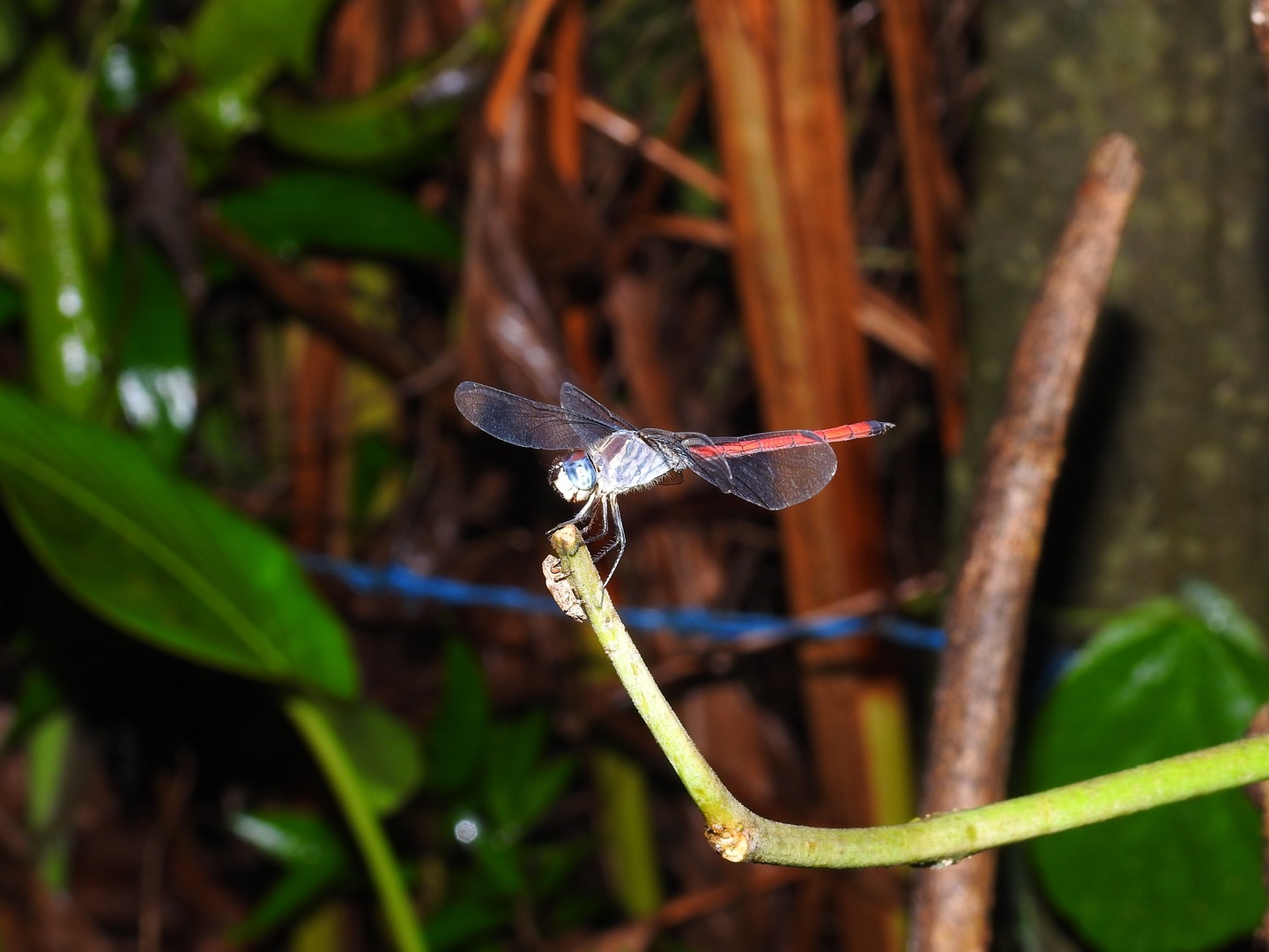 Asiatic Bloodtail