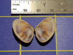 Donacidae