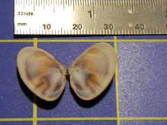 Donacidae