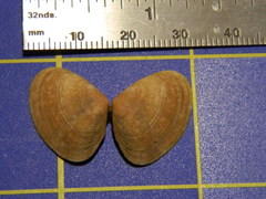 Donacidae