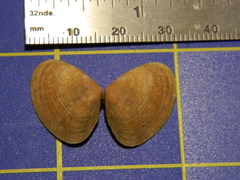 Donacidae