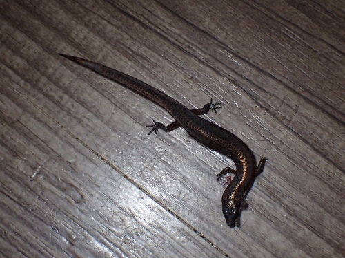 Scute-snouted Calyptotis